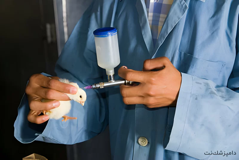 طیور صنعتی در کشور آلمان در برابر آنفلوآنزای فوق حاد واکسینه میشوند
